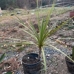 コルジリネ　インディビサ　インシビサ　ニオイシュロラン　観葉植物　塊根植物　多肉植物　ビザールプランツ　レアプランツ　ガーデニング　植物　グリーン　趣味　盆栽　葉　花　庭　草　インテリア　おしゃれ　飾り　園芸　の画像