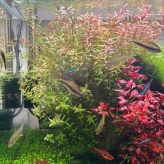 ロタラコロラタの画像