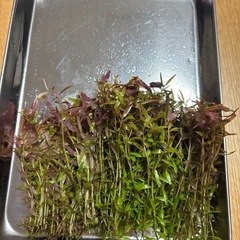 ロタラコロラタの画像