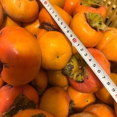 1️⃣かつらぎ町の富有柿80個以上。最終です。の画像