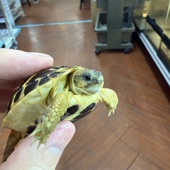 ニシヘルマンリクガメ　販売中