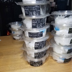 KOTA's insect クリスマスマーケット出品生体1の画像