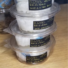 KOTA's insect クリスマスマーケット出品生体1の画像