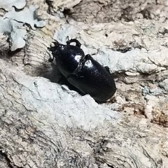 KOTA's insect クリスマスマーケット出品生体1の画像