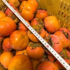 3️⃣かつらぎ町の富有柿80個以上。最終です。の画像