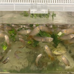 大宜味ブルー　幼魚　8匹の画像