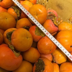 4️⃣かつらぎ町の富有柿80個以上。最終です。の画像