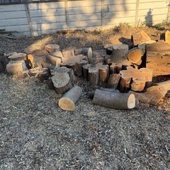 切り株　　　　　写真は2025年12月6日現在のです