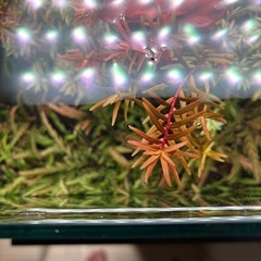 アクアリウム　無農薬水草5本　スネールなし
の画像