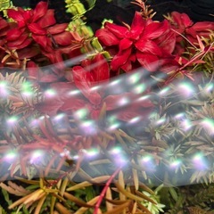 アクアリウム　無農薬水草5本　スネールなし
の画像