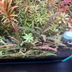 アクアリウム　無農薬水草5本　スネールなし
の画像