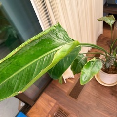 ストレリチア鑑賞植物の画像