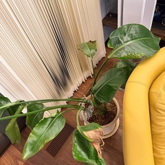 ストレリチア鑑賞植物の画像