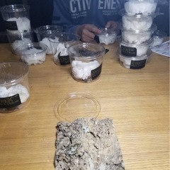 KOTA's insect クリスマスマーケット出品生体2の画像