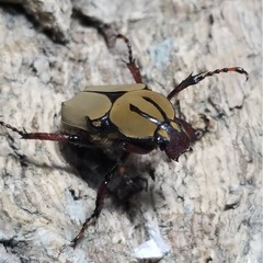 KOTA's insect クリスマスマーケット出品生体2の画像