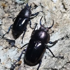 KOTA's insect クリスマスマーケット出品生体2の画像