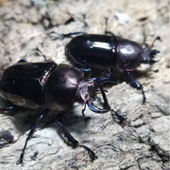 KOTA's insect クリスマスマーケット出品生体2の画像