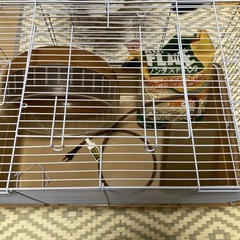 小動物セットの画像