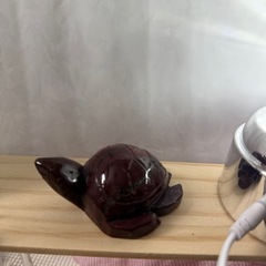 アラシャン亀ちゃんの画像