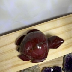 アラシャン亀ちゃんの画像