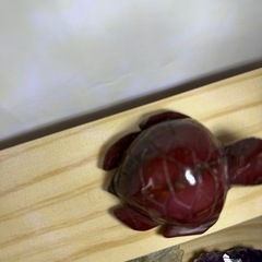 アラシャン亀ちゃんの画像