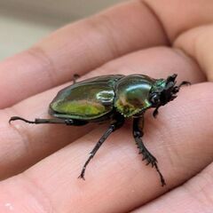 即ブリ可能！グリーンピカール血統　ニジイロクワガタ♀単品の画像