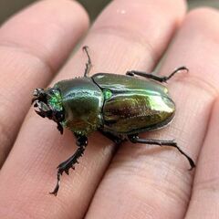 即ブリ可能！グリーンピカール血統　ニジイロクワガタ♀単品の画像