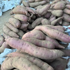 【紅はるか】さつまいも（土付き）1kg (約2〜3本)300円🍠の画像