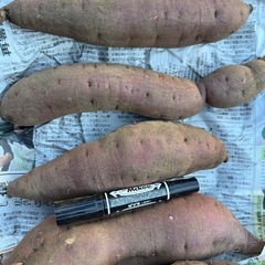 【紅はるか】さつまいも（土付き）1kg (約2〜3本)300円🍠の画像