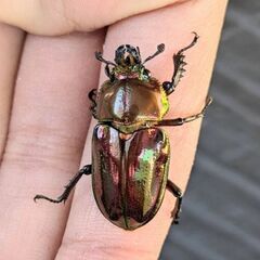 即ブリ可能！レッドピカール血統　ニジイロクワガタペアの画像