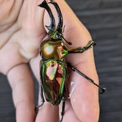 即ブリ可能！レッドピカール血統　ニジイロクワガタペアの画像