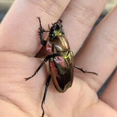 即ブリ可能！レッドピカール血統　ニジイロクワガタペアの画像