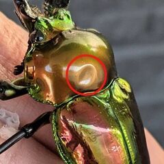 即ブリ可能！レッドピカール血統　ニジイロクワガタペアの画像