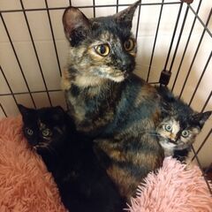 12/3 職場に親子で捨てられた猫を保護しました