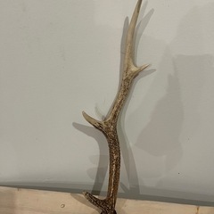 鹿の角の画像