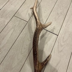 鹿の角の画像