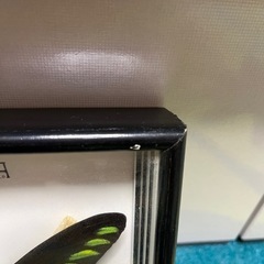 蝶の標本の画像