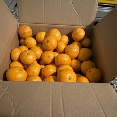 【本日限定】摘み立て三ヶ日みかんの画像