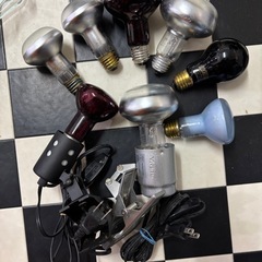 爬虫類セットの画像