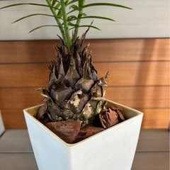 ソテツ②の画像