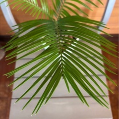 ソテツ②の画像