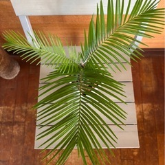 ソテツ②の画像