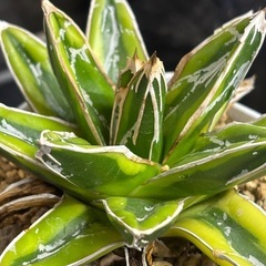 【残り1株だけ】【香川で1番安い趣味アガベ】笹の雪輝山の画像