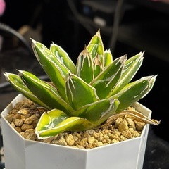 【残り1株だけ】【香川で1番安い趣味アガベ】笹の雪輝山の画像