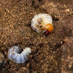 ギラファノコギリクワガタ幼虫の画像