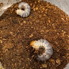 ギラファノコギリクワガタ幼虫の画像