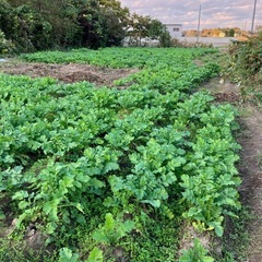 朝採り葉付きだいこんあげます。2週間以上日持ちします。の画像