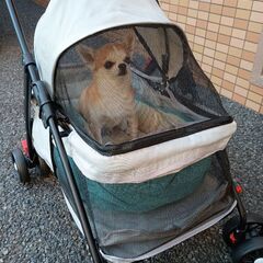 ペットカート　犬　猫の画像