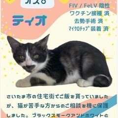 お口の周りがチャームポイント！ティオ