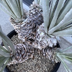 プヤ　セルーレア　6ヘッドの画像